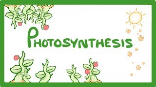 GCSE Biology  Photosynthesis 48 [upl. by Eittah]