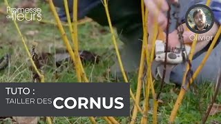 Tuto  tailler des cornus à bois décoratifs [upl. by Ennoval254]