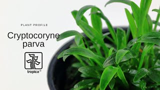 Cryptocoryne parva [upl. by Sirc]