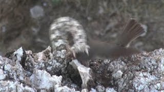 Iranian spidertailed viper tricks bird [upl. by Akinirt]