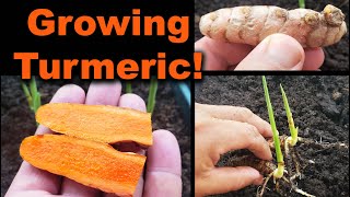 Growing Turmeric In 2020  Part 1 of 2 [upl. by Saunder]