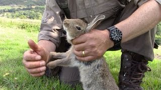 How to humanely dispatch a rabbit [upl. by Lyndy]