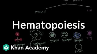 Hematopoiesis  Hematologic System Diseases  NCLEXRN  Khan Academy [upl. by Lama]