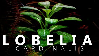 Lobelia Cardinalis Aquarium Plant [upl. by Anoed]