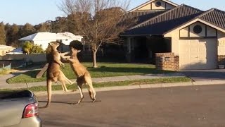 Watch Dramatic kangaroo fight unfolds on suburban Australia street [upl. by Ayocal306]