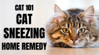 Cats 101  Cat Sneezing Home Remedy [upl. by Ydnis]