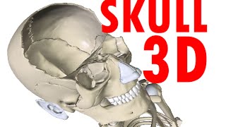 Skull Anatomy  Bones and Structures  Head Anatomy 1 [upl. by Corb]