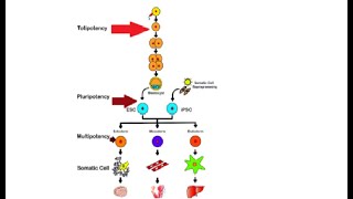 Difference between totipotent pluripotent amp multipotent stem cells [upl. by Korry460]