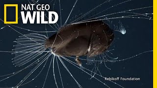 FirstEver Footage of DeepSea Anglerfish Mating Pair  Nat Geo Wild [upl. by Aham325]