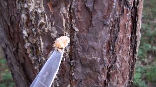 Extracting pine oil from pine sap [upl. by Bunce328]