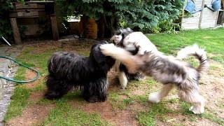 Tibet Terrier [upl. by Bertelli439]