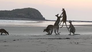 Kangaroos Caught Fighting On Australian Beach [upl. by Liggett421]