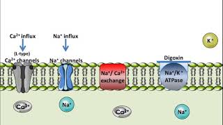 Digoxin  Mechanism of Action [upl. by Chafee606]