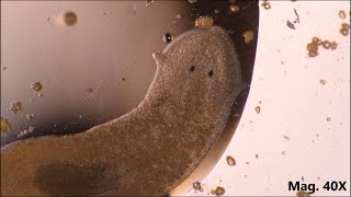 Planaria moving and feeding under the microscope [upl. by Bowne]