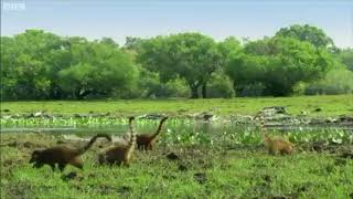 Coatis in Reverse with Jurassic Park Theme [upl. by Cassady282]