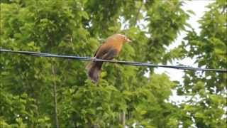 ガビチョウ（画眉鳥）の囀り Chinese Hwamei Garrulax canorus） in Japan HD [upl. by Tamis]