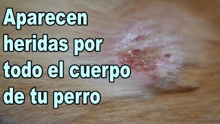 Foliculitis en Perros Heridas en la piel en perros [upl. by Oshinski]