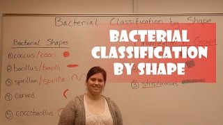 Bacteria Classification by Shape [upl. by Anitnuahs]