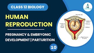 Pregnancy amp Embryonic Development  Parturition class 12 Biology  Human Reproduction  NEET Biology [upl. by Telrahc]