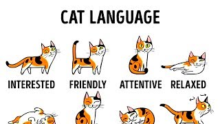 HOW TO UNDERSTAND YOUR CAT BETTER [upl. by Allys]