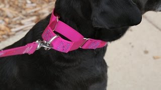 How To Use A Martingale Dog Collar [upl. by Enaid676]