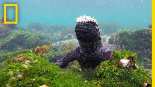 Dive Into the WildlifeRich Waters of the Galápagos  National Geographic [upl. by Trebron]