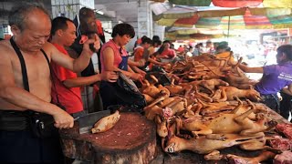 COMER CARNE DE PERRO Y GATO QUEDA PROHIBIDO EN CHINA… [upl. by Flavio860]