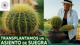 Trasplantamos un cactus Asiento de Suegra o Echinocactus grusonii a una maceta [upl. by Aianat417]