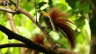 Goldies BirdofParadise [upl. by Suhail797]