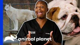 Dr Blues Best Moments At CyFair Animal Hospital  The Vet Life [upl. by Cran]