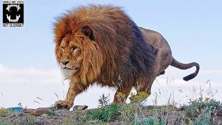 Barbary Lion  The Largest Lion in the World Compilation 1 [upl. by Nosneh]