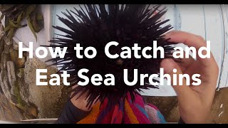 How to Catch and Eat Sea Urchins [upl. by Wyatt152]