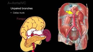 Retroperitoneal space and Retroperitoneal organs [upl. by Parthenia]