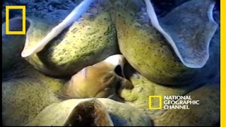 Monsters of the Deep  National Geographic [upl. by Dimond]