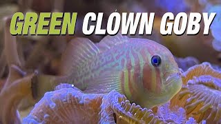 Species Spotlight  Green Clown Goby [upl. by Aicekal]