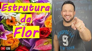 Estrutura da Flor  Angiospermas  Biologia com o Tubarão [upl. by Sivehc]