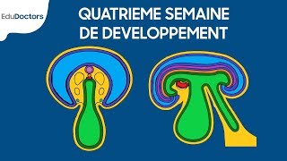 La quatrième semaine du développement embryonnaire [upl. by Kcirrez]