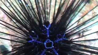 Sea Urchin Facts 18 Facts about Sea Urchins [upl. by Twum]