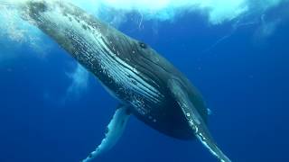 Humpback whales of the South West Pacific in 4K [upl. by Trbor355]