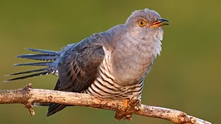 Bird sounds – Common cuckoo Cuculus canorus [upl. by Mulry]