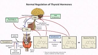 Thyroid Hormones and Thyroid Function Tests [upl. by Jamima]