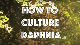 How To Culture Daphnia Magna [upl. by Ytima997]