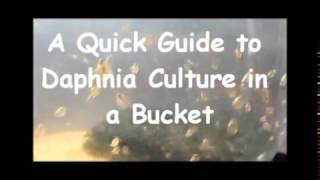 How to culture daphnia outside [upl. by Adnerak224]