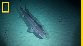 Exclusive DeepSea Sharks and More Spotted by New Camera  National Geographic [upl. by Evans712]