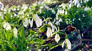 Snowdrops  Galanthus nivalis  snowdrop flower  How to Grow Snowdrops snowdrop [upl. by Ariamo530]