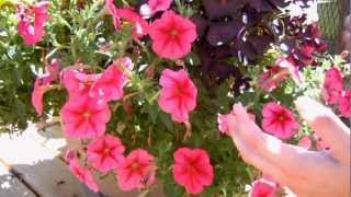 How to Keep your Petunias Looking Full and Flowering [upl. by Alisia]