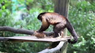 Monkeys break open a coconut [upl. by Aij]