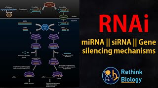 RNA interference RNAi Animation  miRNA  siRNA  mRNA regulation [upl. by Audsley]