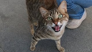 Excited cat meowing very loudly [upl. by Weiman476]