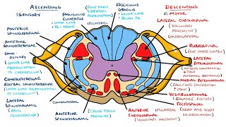 Ascending and Descending Spinal Cord Tracts Made Easy [upl. by Lered]